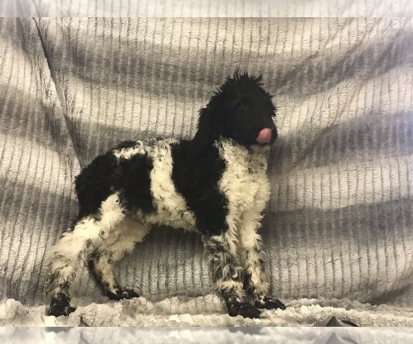 Medium Photo #11 Poodle (Standard) Puppy For Sale in CHETEK, WI, USA