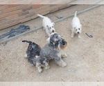 Small #13 Schnauzer (Miniature)