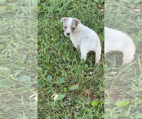 Medium Photo #1 Texas Heeler Puppy For Sale in GOREVILLE, IL, USA