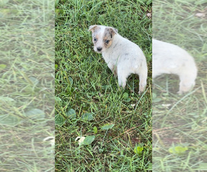 Texas Heeler Puppy for sale in GOREVILLE, IL, USA