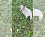 Small Texas Heeler