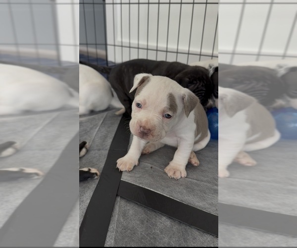 Medium Photo #1 American Pit Bull Terrier Puppy For Sale in OKLAHOMA CITY, OK, USA