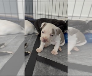 Medium American Pit Bull Terrier