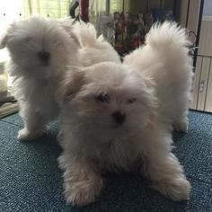 Maltese Puppy for sale in ANTELOPE, CA, USA
