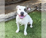 Small #1 Bulldog