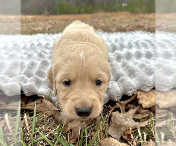 Medium Photo #5 Golden Retriever Puppy For Sale in CONCORD, VA, USA
