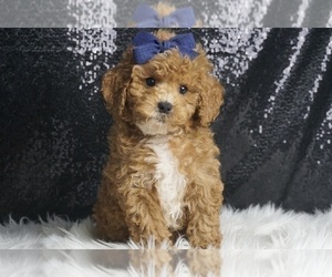 Poodle (Toy) Litter for sale in WARSAW, IN, USA