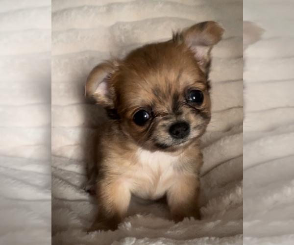 Medium Photo #15 Chihuahua Puppy For Sale in ADAMSVILLE, TN, USA