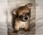 Small #14 Chihuahua