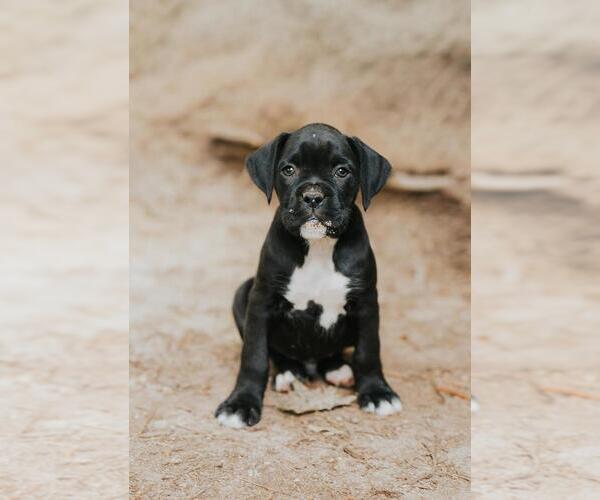 Medium Photo #1 Boxer Puppy For Sale in ABBEVILLE, SC, USA