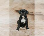 Image preview for Ad Listing. Nickname: Charlie