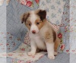 Small Photo #10 Miniature Australian Shepherd Puppy For Sale in HARRISON, OH, USA