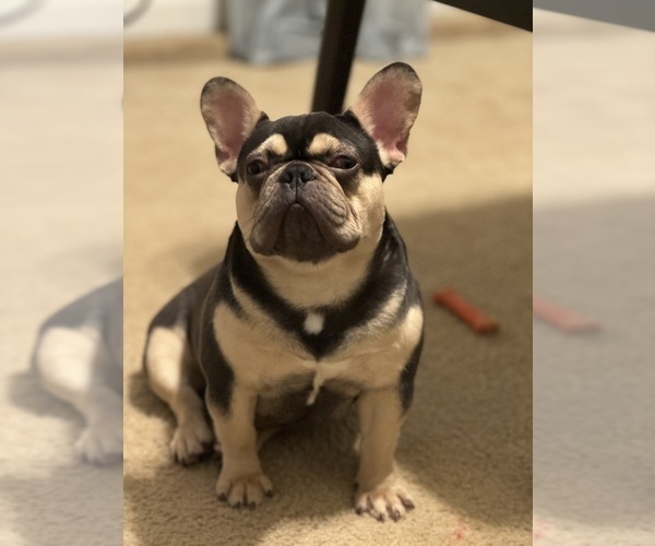 Medium Photo #1 French Bulldog Puppy For Sale in GREENVILLE, SC, USA