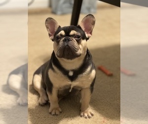 Mother of the French Bulldog puppies born on 06/02/2025