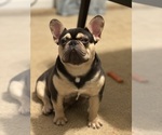 Small Photo #1 French Bulldog Puppy For Sale in GREENVILLE, SC, USA