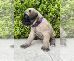 Small Photo #7 Mastiff Puppy For Sale in HOCKLEY, TX, USA