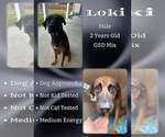 Loki - Male Mutt Dog for Adoption - Small photo