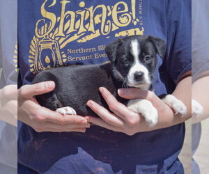 Guppy - Female American Bulldog-Unknown Mix Dog for Adoption - Photo #2