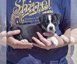 Small Photo #2 American Bulldog-Unknown Mix Puppy For Sale in Huntley, IL, USA