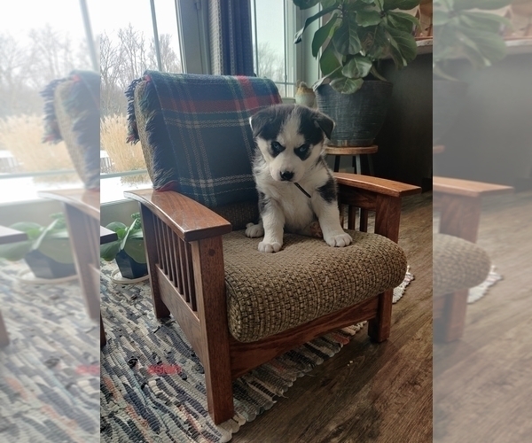 Medium Photo #12 Siberian Husky Puppy For Sale in AUBURN, NY, USA