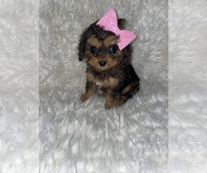Cavalier King Charles Spaniel-Poodle (Toy) Mix Puppy for sale in BEECH GROVE, IN, USA
