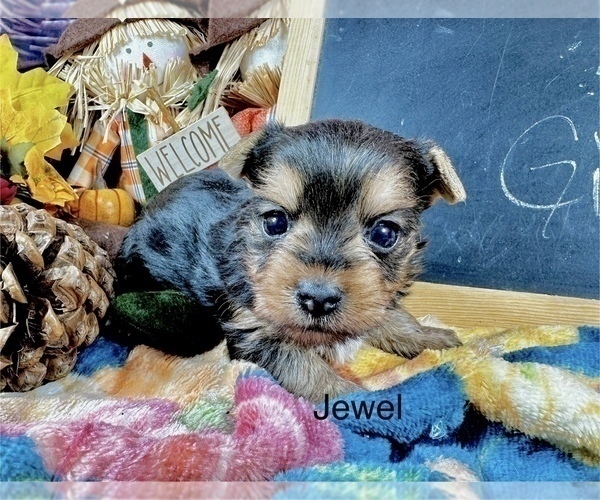 Medium Photo #2 Yorkshire Terrier Puppy For Sale in CASSVILLE, MO, USA