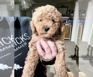 Goldendoodle (Miniature) Puppy for sale in LOUISVILLE, KY, USA