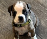 Puppy 4 Boxer