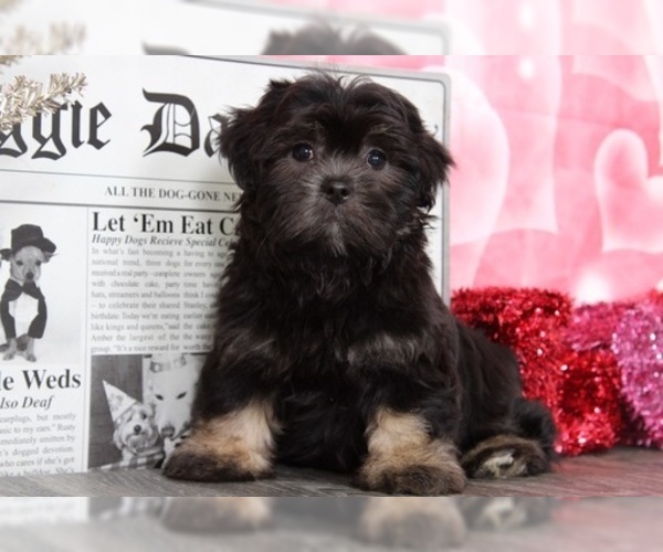 Medium Photo #1 Lhasa Apso Puppy For Sale in BEL AIR, MD, USA