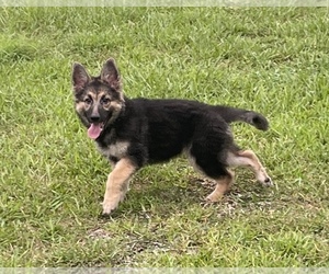 German Shepherd Dog Puppy for sale in CORAL SPRINGS, FL, USA