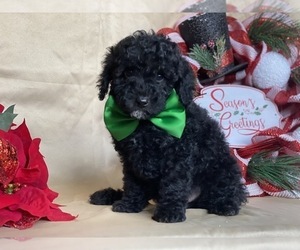 Poodle (Miniature) Puppy for sale in LANCASTER, PA, USA