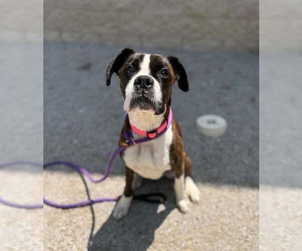 Medium Photo #3 Boxer Puppy For Sale in Burnsville, MN, USA