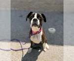 Small #2 Boxer