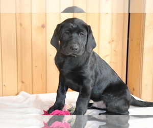 Labrador Retriever Puppy for sale in SHILOH, OH, USA