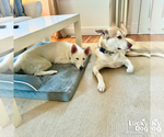 Small #5 Siberian Husky Mix