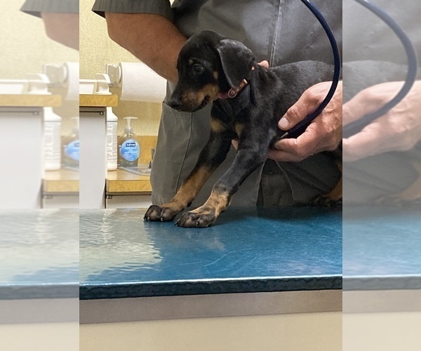 Medium Photo #10 Doberman Pinscher Puppy For Sale in PITTSFIELD, MA, USA
