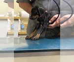 Small #9 Doberman Pinscher