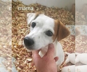 Mother of the Jack Russell Terrier puppies born on 06/03/2019