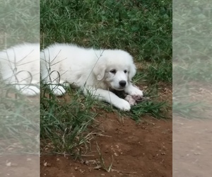 Great Pyrenees Puppy for sale in MANCHESTER, CT, USA