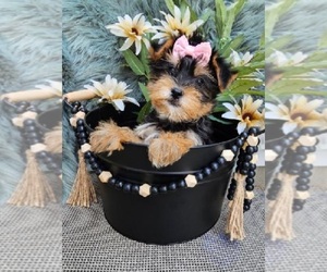 Yorkshire Terrier Puppy for sale in INDIANAPOLIS, IN, USA