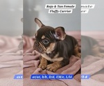 Puppy Rojo Girl French Bulldog