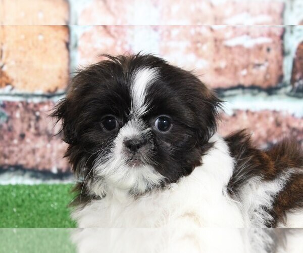 Medium Photo #2 Shih Tzu Puppy For Sale in BEL AIR, MD, USA