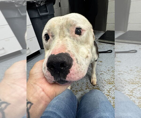 Medium Photo #2 American Staffordshire Terrier Puppy For Sale in Pierceton , IN, USA