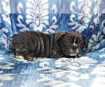 Small Photo #5 French Bulldog Puppy For Sale in LANCASTER, PA, USA
