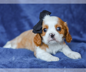 Cavalier King Charles Spaniel Puppy for sale in LIBERTY, KY, USA