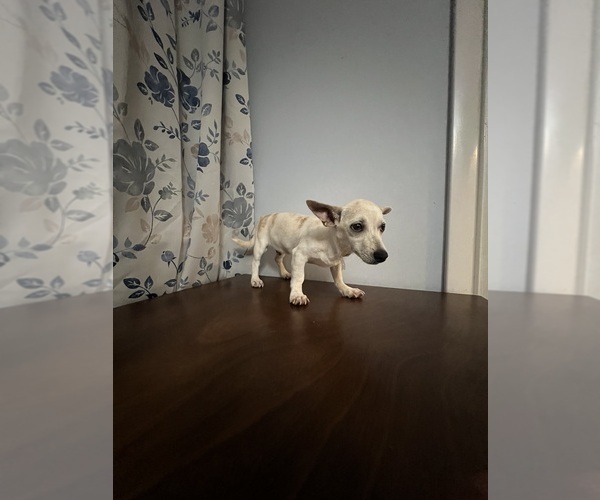Medium Photo #16 Chihuahua Puppy For Sale in DURHAM, CT, USA