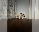 Small #15 Chihuahua