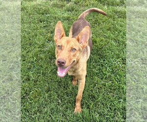 Aerosmith - Male Mutt Dog for Adoption - Photo #7