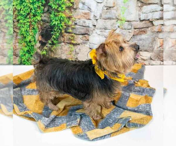 Medium Photo #4 Mutt Puppy For Sale in Kennesaw, GA, USA