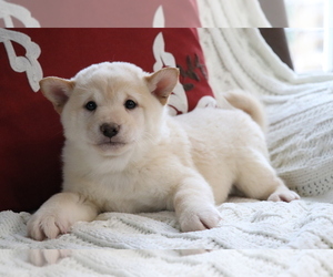 Shiba Inu Puppy for sale in SHILOH, OH, USA